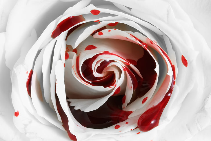 White rose and blood, flower, blood, Rose, bleeding, HD wallpaper |  Wallpaperbetter