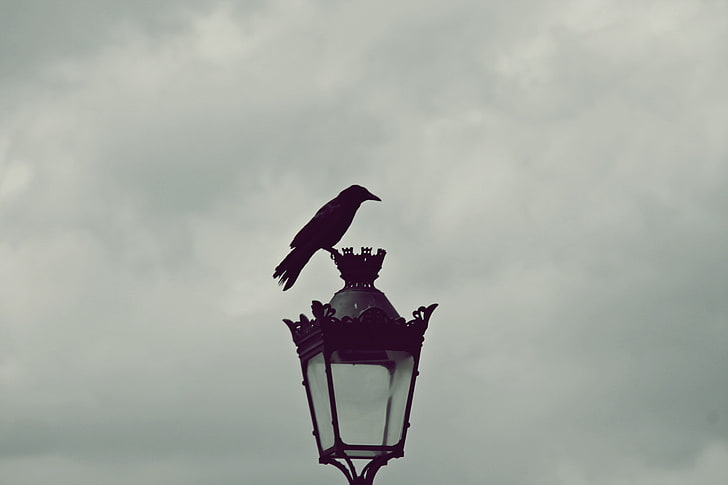 птица черный ворон, париж, уличный фонарь, горизонт, серый, ворон, HD обои