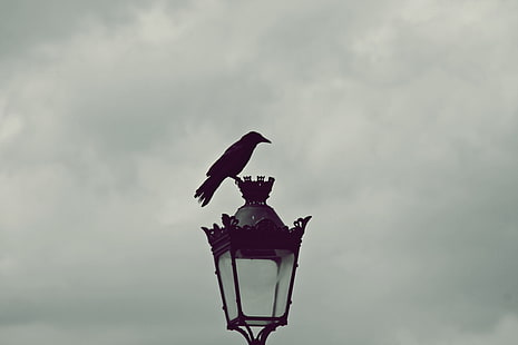 black raven bird, Paris, street light, horizon, gray, raven, HD wallpaper HD wallpaper