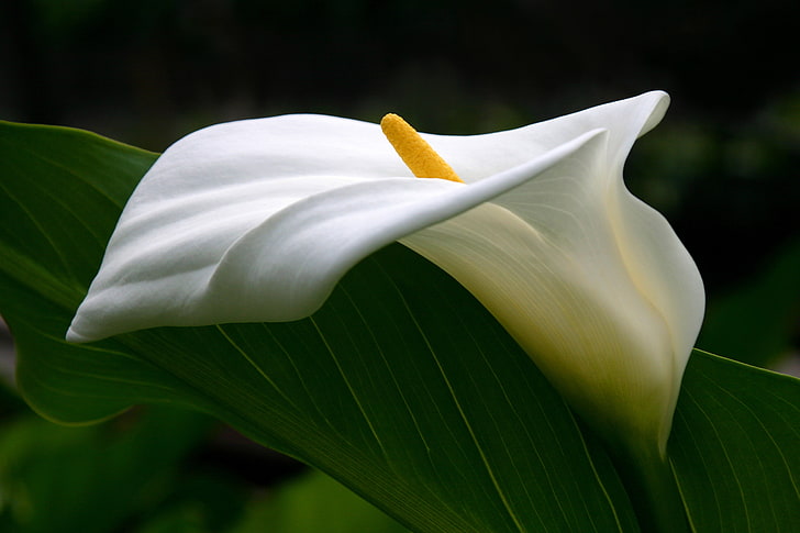white calla lily flower, flower, tenderness, curves, pistil, Calla lilies, HD wallpaper