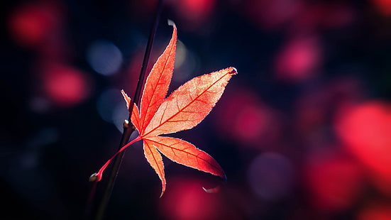 японский клен, кленовый лист, красный лист, осень, макросъемка, крупный план, осеннее настроение, HD обои HD wallpaper
