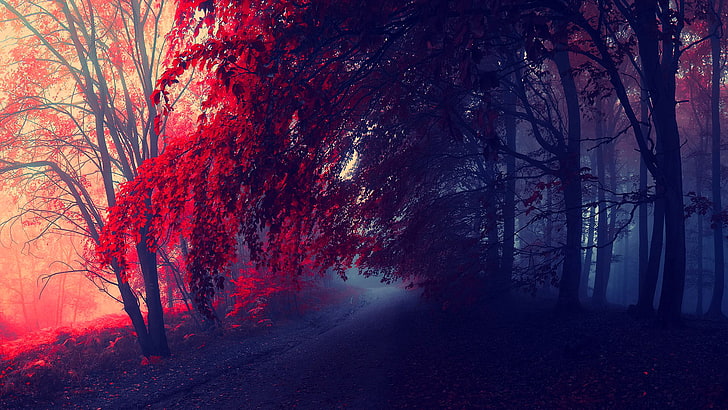 붉은 잎이 나무 그림, 도로, 가을, 숲, 나무, 진홍, HD 배경 화면