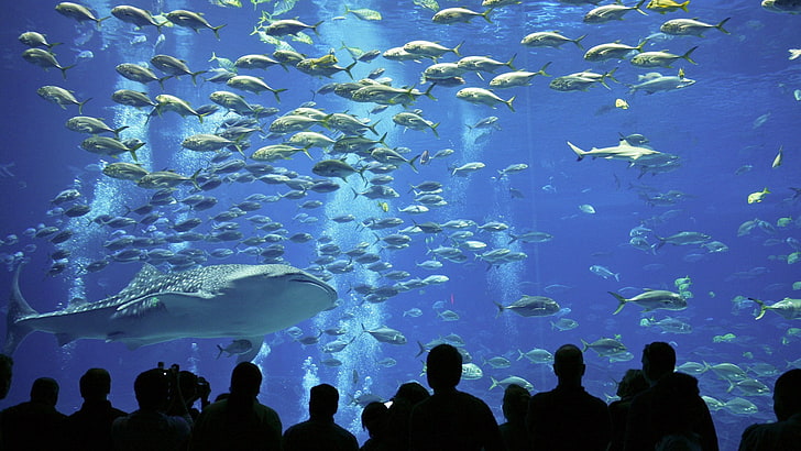 fish, underwater, aquarium, HD wallpaper