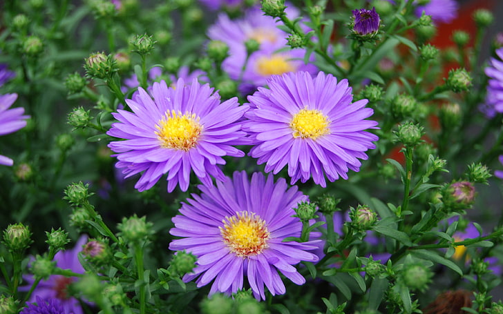 Purple Aster Flowers Wallpaper Hd за мобилен телефон 3840 × 2400, HD тапет