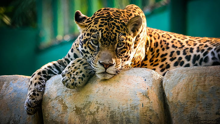 Jaguar, jaguars, animals, nature, big cats, HD wallpaper