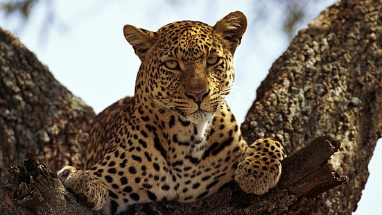 Leopard HD, leoparddjur, djur, leopard, HD tapet HD wallpaper