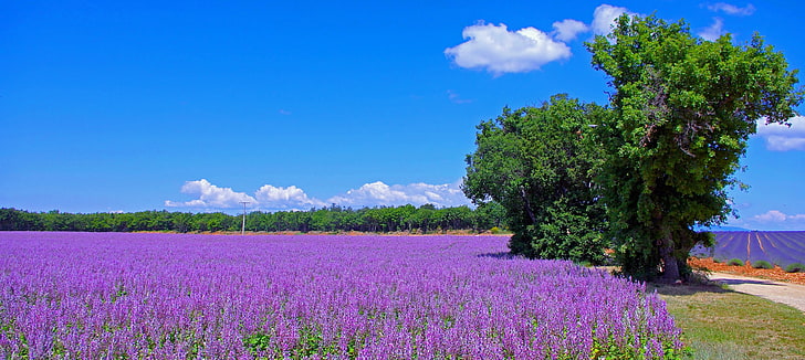 Campo de flor morada, carretera, campo, árboles, flores, Francia, pradera,  Fondo de pantalla HD | Wallpaperbetter