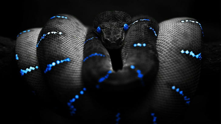 serpente, colorazione selettiva, Sfondo HD