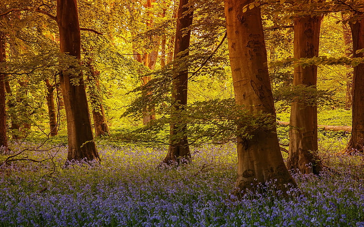 forest, trees, flowers, England, bells, North Yorkshire, Grass Wood, Grassington, HD wallpaper