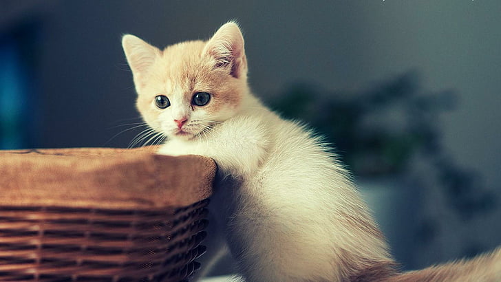 cat, kitten, kitty, cute, basket, HD wallpaper