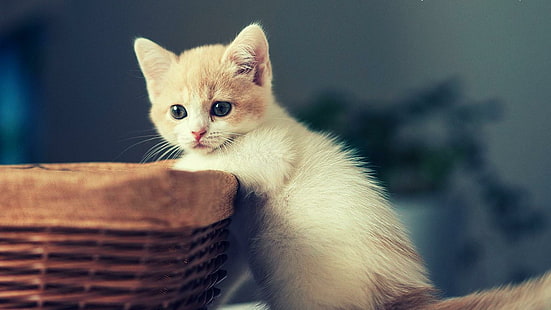 cat, kitten, kitty, cute, basket, HD wallpaper HD wallpaper