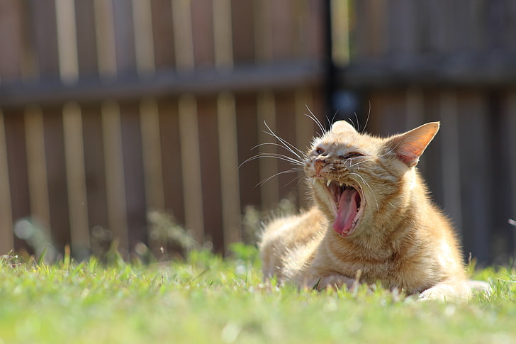 оранжева котка на трева прозява през деня, котка, животни, трева, дълбочина на рязкост, прозяване, HD тапет