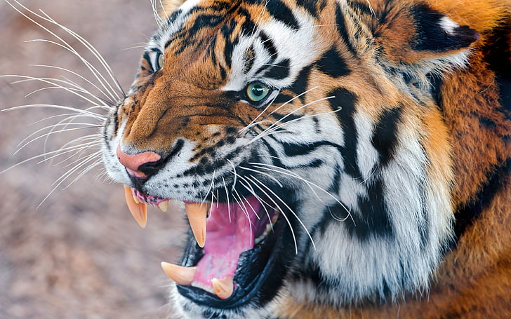 Tygrys bengalski, tygrys, twarz, zęby, złość, agresja, Tapety HD