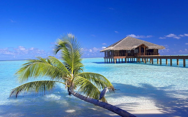 capanna di legno marrone, Maldive, resort, spiaggia, palme, sabbia, uccelli, bungalow, passerella, vacanza, mare, tropicale, natura, paesaggio, Sfondo HD