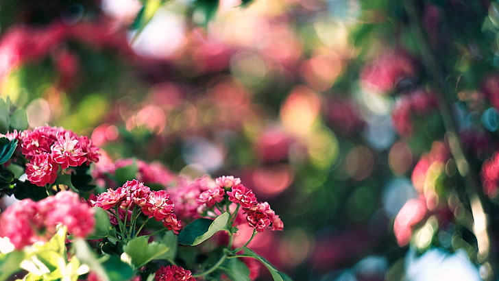 Geringe Tiefenschärfe Fotografie von rosa Blüten, Bokeh, Blumen, Natur, Schärfentiefe, Pflanzen, HD-Hintergrundbild