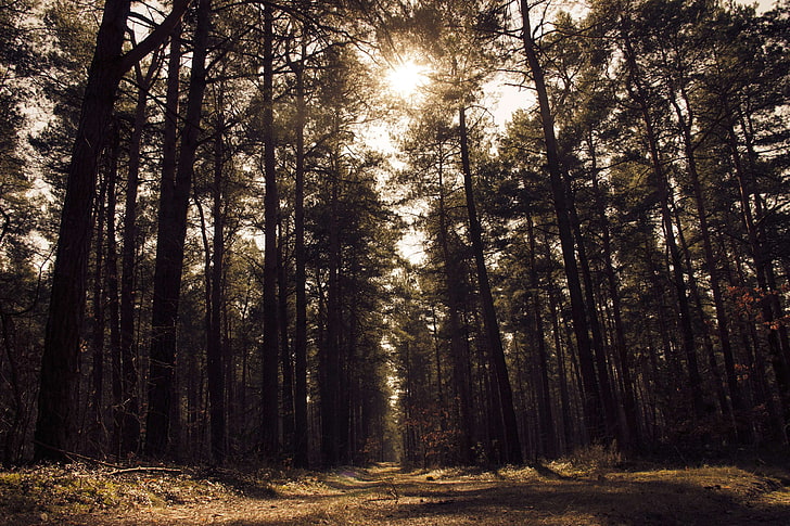 eerie, forest, nature, path, shadows, trees, HD wallpaper