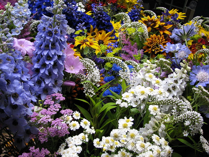 fleurs blanches et bleues, fleurs, muscari, nombreuses, parterres de fleurs, diverses, Fond d'écran HD