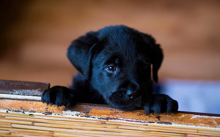 puppy labrador-Animal HD Wallpaper, hitam Labrador retriever fotografi fokus selektif anak anjing, Wallpaper HD