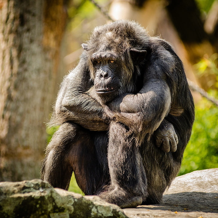 шимпанзе, млекопитающее, обезьяна, портрет, примат, грустно, сидя, HD обои