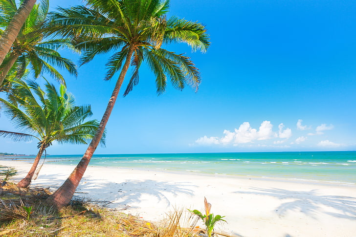 palmier, sable, mer, plage, soleil, palmiers, rivage, été, île, paradis, palmiers, tropical, Fond d'écran HD