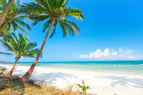 palm tree, sand, sea, beach, the sun, palm trees, shore, summer, island, paradise, palms, tropical, HD wallpaper HD wallpaper