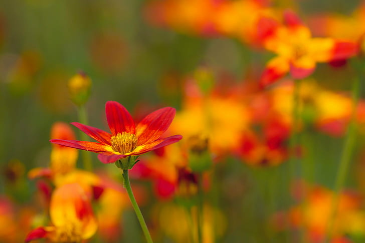 red and yellow flower selective photography, floral, flames, flower, selective, photography, Denver Botanic Gardens, Colorado, macro, close up, bokeh, red  orange, yellow  green, nature, plant, summer, yellow, outdoors, cosmos Flower, beauty In Nature, petal, HD wallpaper