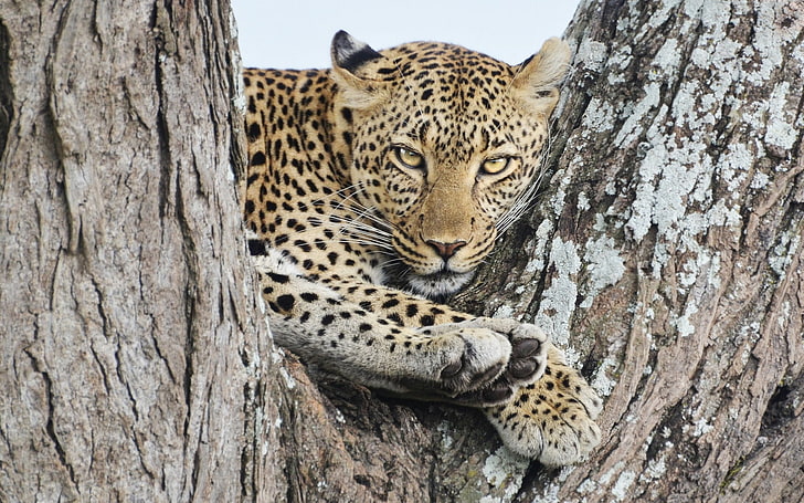brown and black cheetah, leopard, sitting, big cat, predator, HD wallpaper