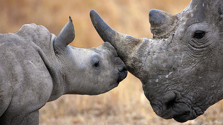носорог, сухоземно животно, диви животни, дива природа, бебе, сладък, носорог, наблизо, зоопарк, HD тапет