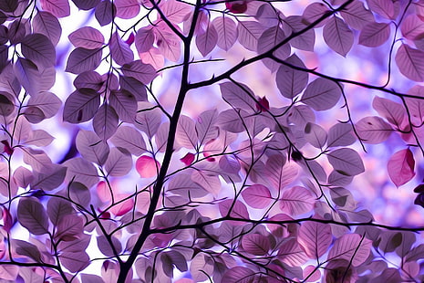 purple pics for computer, HD wallpaper HD wallpaper