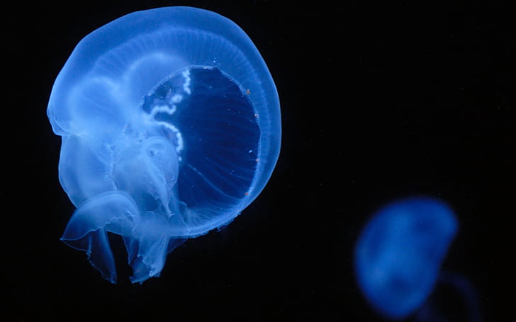 Jellyfish Underwater HD, white jelly fish, animals, underwater, jellyfish, HD wallpaper