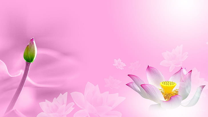 Water Lily Desire, spring, firefox persona, water lily, flower, summer, pond, pink, 3d and abstract, HD wallpaper
