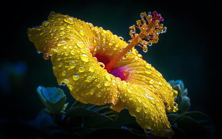 Flores, hibisco, primer plano, tierra, flor, gota de agua, flor amarilla, Fondo de pantalla HD