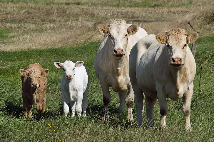 two cattles and calves, cows, calves, grass, walk, HD wallpaper