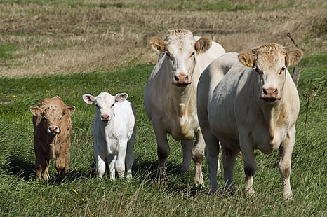 dos bovinos y terneros, vacas, terneros, pasto, caminar, Fondo de pantalla HD HD wallpaper