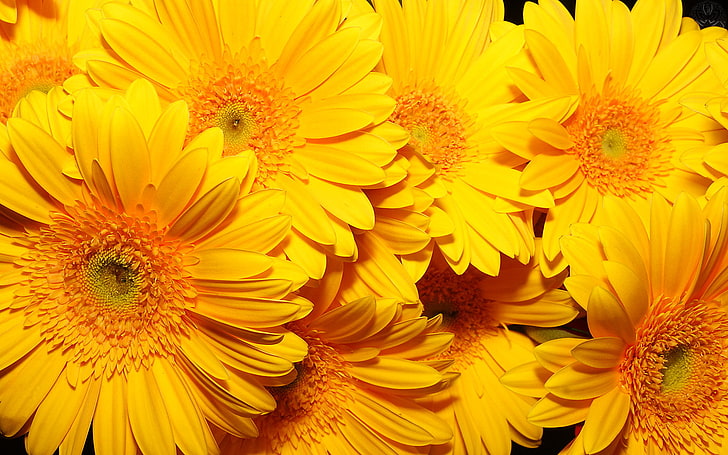 sunflower, flowers, background, yellow, very, HD wallpaper