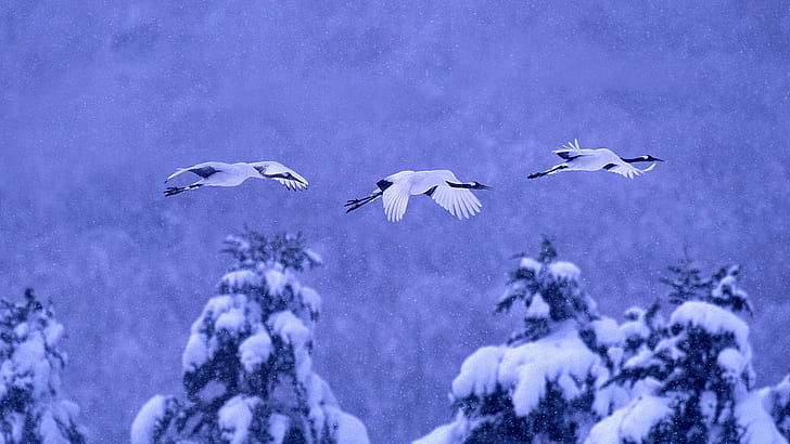 winter, snow, birds, Japan, Hokkaido, Japanese crane, National Park akan, HD wallpaper