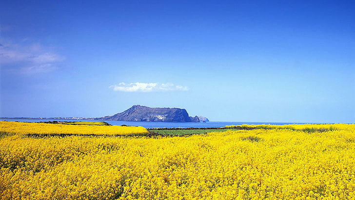 Île de Jeju Corée vie paysage photo papier peint 1 .., Fond d'écran HD