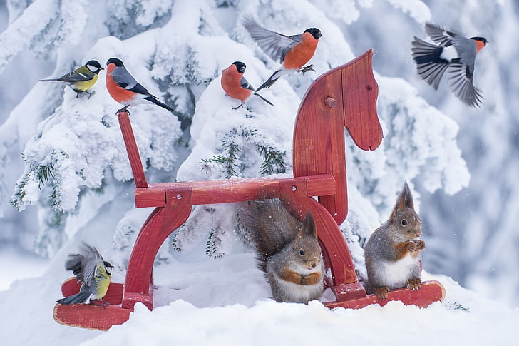 red wooden horse rocking, forest, birds, nature, horse, toy, the situation, protein, animals, snow, Tits, situation, cold, squirrel, norway, Emi, bullfinch, Jørn Allan Pedersen, norge, HD wallpaper