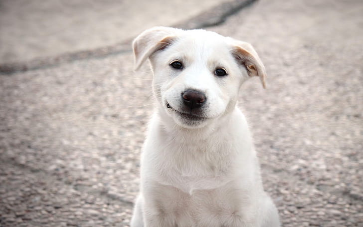 щенок, собака, белый, улыбка, HD обои