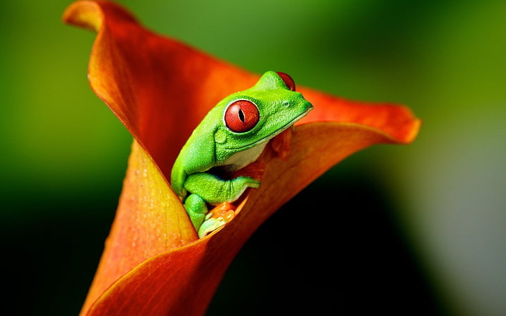 Frogs, Red Eyed Tree Frog, Animal, Calla Lily, Flower, Frog, Orange Flower, Red-Eyed Tree Frog, Tree Frog, HD wallpaper