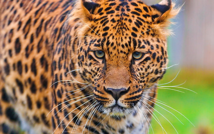 adult leopard, leopard, face, grass, big cat, predator, HD wallpaper