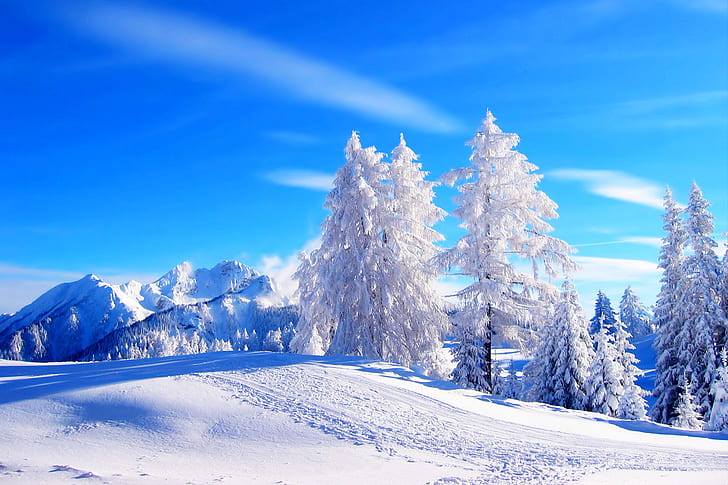 서리로 덥은 나무, 4K, 겨울, HD 배경 화면