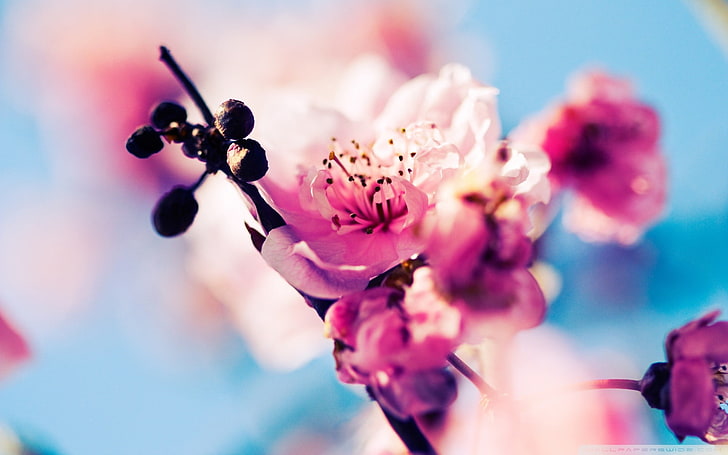 flores de pétalas brancas e rosa, primavera, flores, flor de cerejeira, flores cor de rosa, HD papel de parede