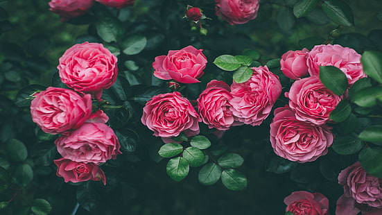 fiori rossi a petali, rosa, Sfondo HD HD wallpaper
