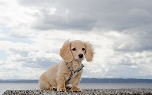 tan dachshund puppy, puppy, waiting, sky, collar, Wallpaper HD HD wallpaper