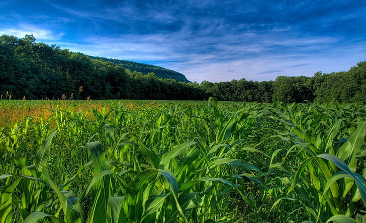 Поле кукурузы, зеленое кукурузное поле, природа, пейзаж, HD обои