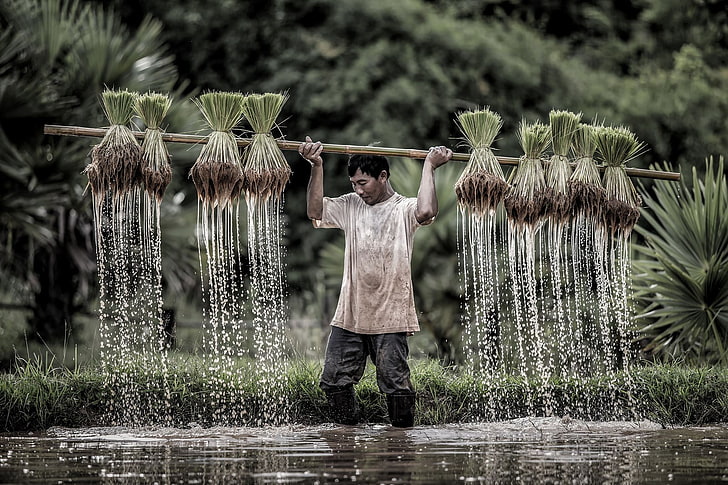 Bauern, Reis, HD-Hintergrundbild