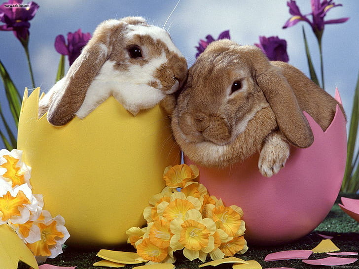 Easter rabbits, 2 black and white rabbits, holidays, easter, rabbit, egg, flower, HD wallpaper