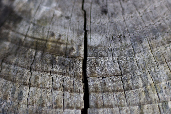 chopped wood, macro, tree, HD wallpaper