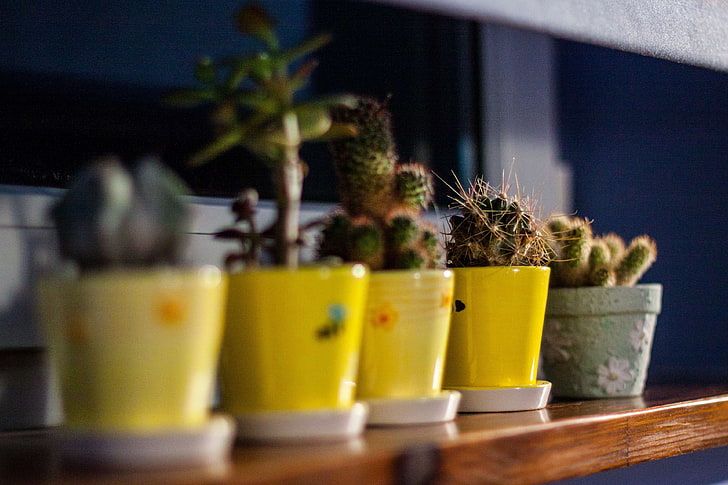 cactus, maceta, noche, planta, alféizar, amarillo, Fondo de pantalla HD
